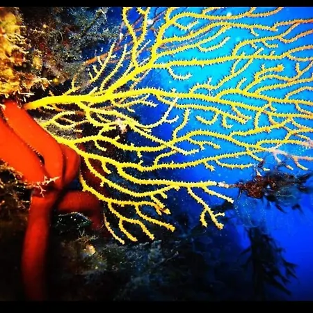 Isoladino Sweet Oda ve Kahvaltı 4*